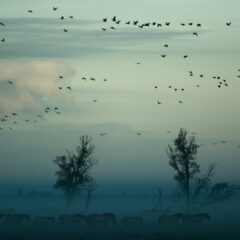 https://unsplash.com/photos/flying-birds-above-herd-of-animals-near-trees-jj2ab1xIxrg