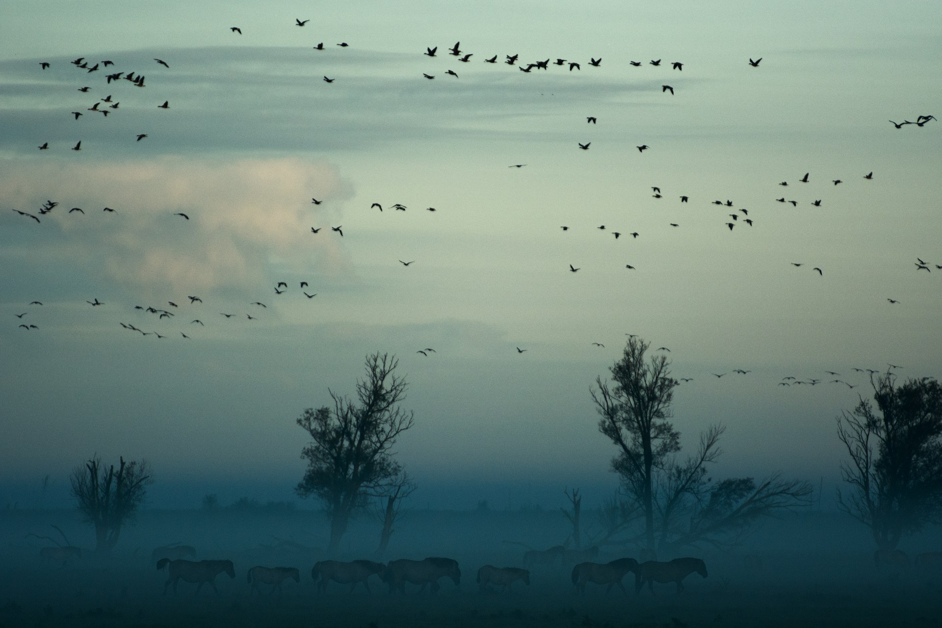https://unsplash.com/photos/flying-birds-above-herd-of-animals-near-trees-jj2ab1xIxrg